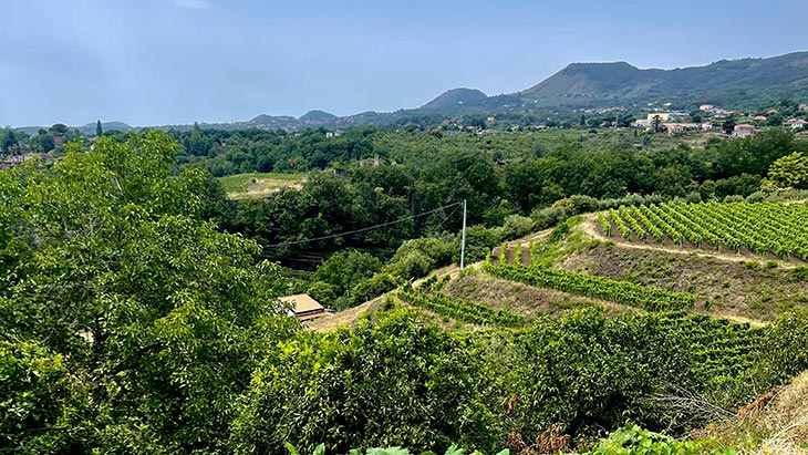 Vineyards in Santa Venerina, Italy